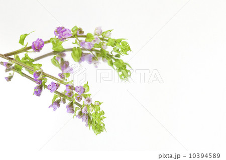 穂じそ・日本料理添え物 穂じそ・日本料理添え物 10394589