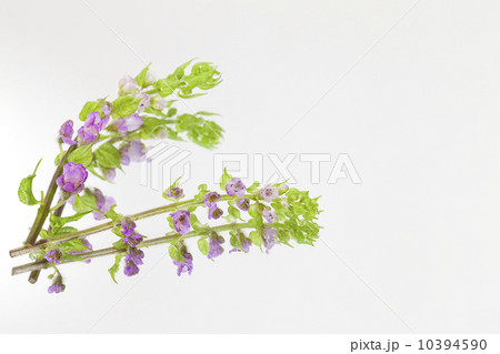 穂じそ・日本料理添え物 穂じそ・日本料理添え物 10394590