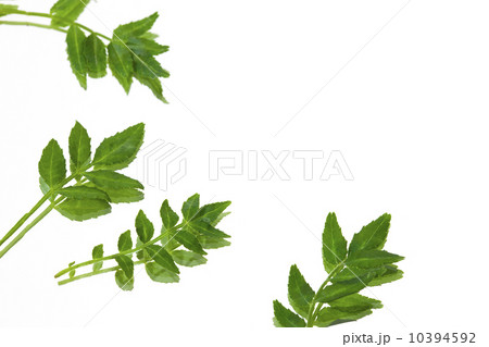 木の芽・日本料理薬味 10394592