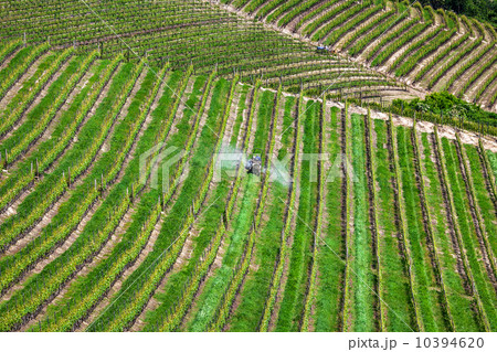 Tractor among vineyards in Piedmont, Italy. 10394620