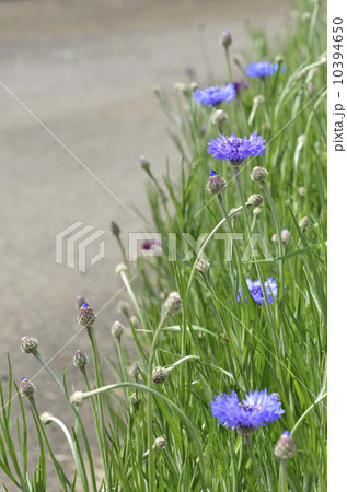 ヤグルマギク（矢車菊） 10394650