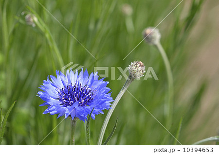 ヤグルマギク（矢車菊） 10394653
