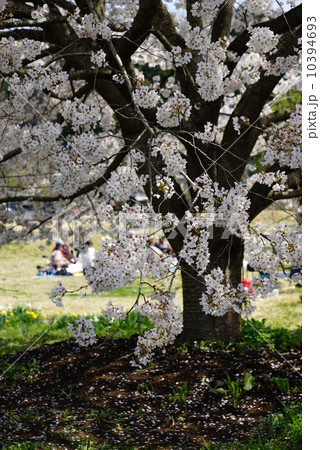 桜の木 10394693