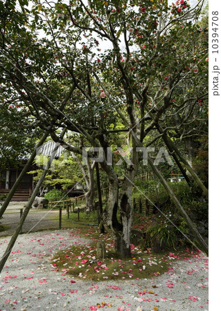 白毫寺（奈良市） 10394708