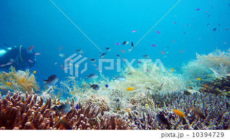 フィリピン　セブ島　珊瑚の楽園　ナルスアン島 10394729