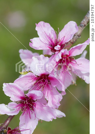 桃の花 10394797