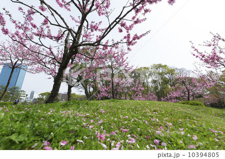 公園の桃の木 10394805