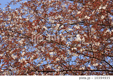 山桜 10394935