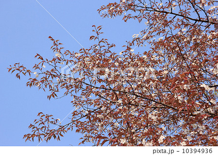 山桜 10394936