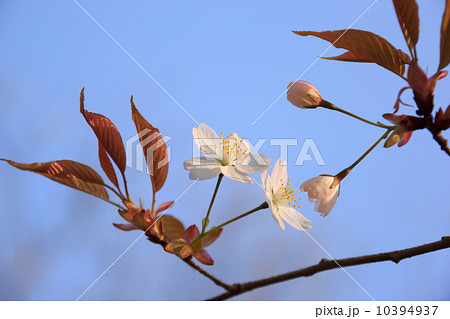 山桜 10394937