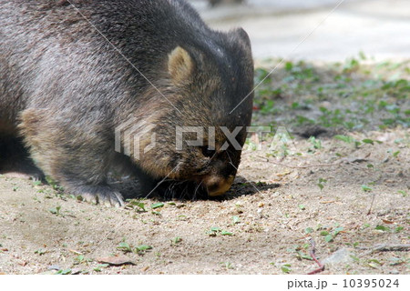 ウォンバット 10395024