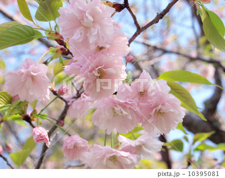 鎌足桜 (木更津市） 10395081