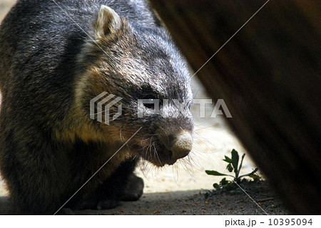 ウォンバット ウォンバット 10395094