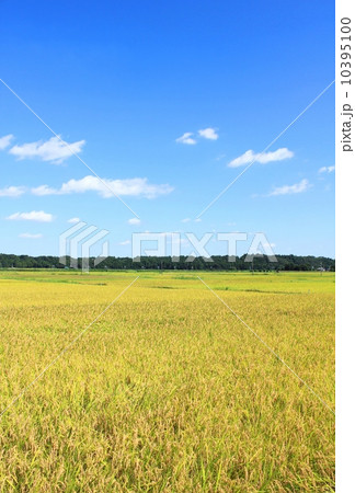 豊作の田んぼ 10395100