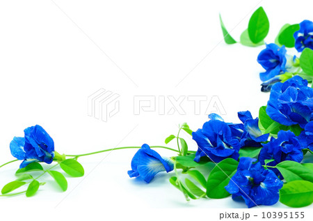 Butterfly Pea 10395155