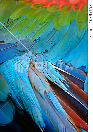 feather 10395157