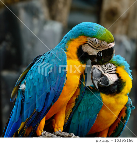 Blue and Gold Macaw 10395166