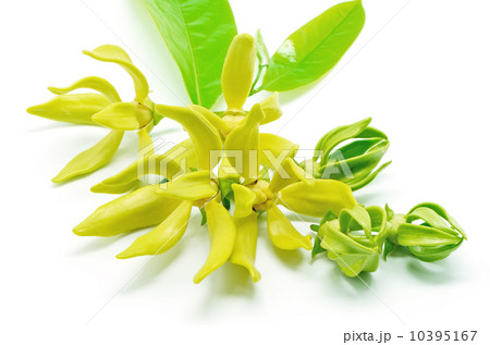 Cananga Cananga 10395167