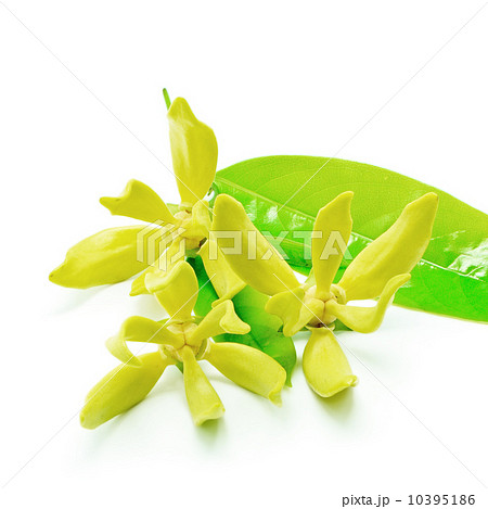 Cananga Cananga 10395186