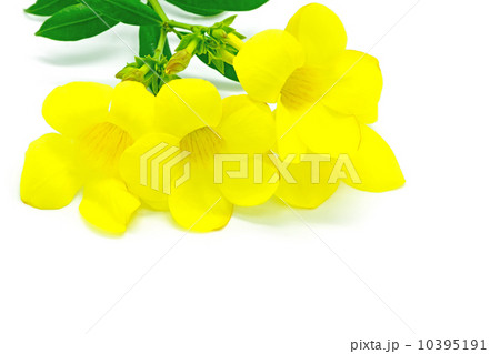 Allamanda 10395191