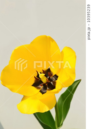 黄色いチューリップの花　白背景 10395239