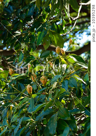 樹木・タブノキ　クスノキ科 10395298