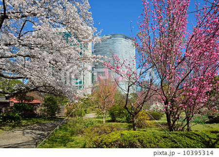 浜離宮恩賜庭園・花木園と汐留高層ビル群 10395314
