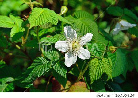 樹木・シロヤマブキ バラ科 樹木・シロヤマブキ バラ科 10395324