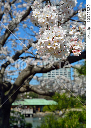 浜離宮恩賜庭園・桜満開 浜離宮恩賜庭園・桜満開 10395329
