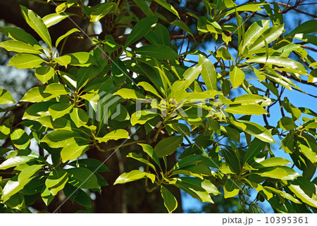 樹木・タブノキ　クスノキ科 10395361