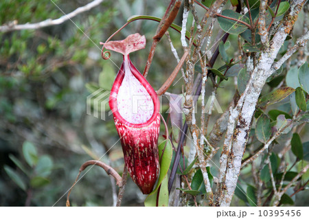 ネペンテス 10395456