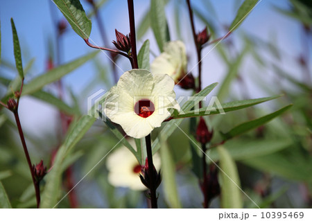 ローゼル ローゼル 10395469