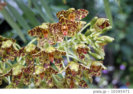 グランマトフィラム 10395471