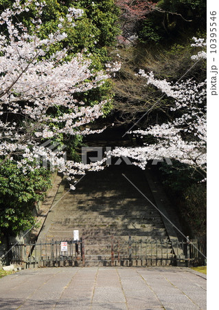 京都　豊国廟の桜 10395546