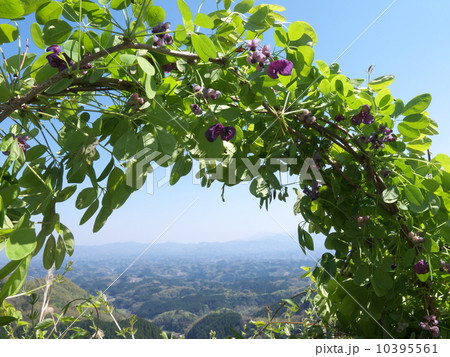 アケビの蔓 10395561