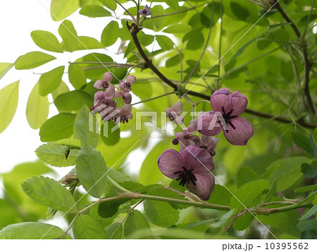 アケビの花 10395562