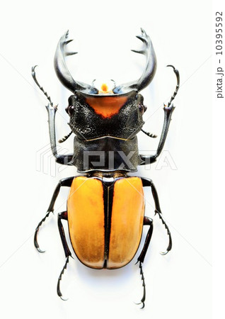ラコダールツヤクワガタの標本　白背景 10395592