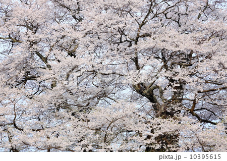 岡山県の古木 醍醐桜 岡山県の古木 醍醐桜 10395615