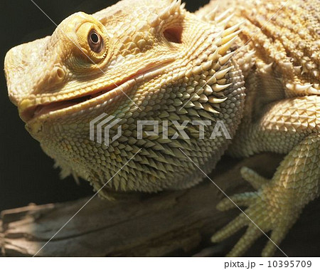 フトアゴヒゲトカゲ 10395709