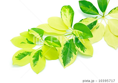 Umbrella Tree Umbrella Tree 10395717