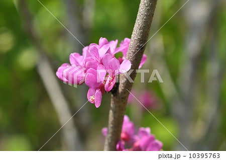 ハナズオウ 10395763