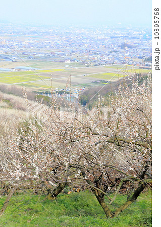 兵庫県たつの市　綾部山梅林 10395768