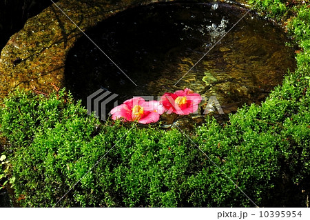 京都大原三千院 10395954