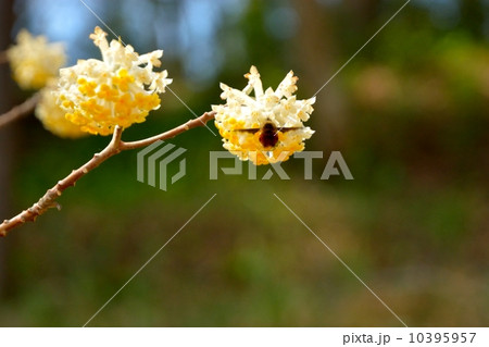 ミツマタとビロードツリアブ 10395957