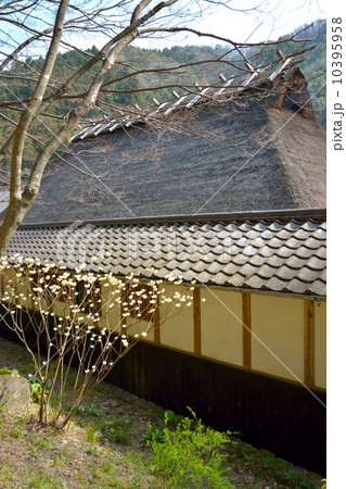 三州足助屋敷の春 10395958
