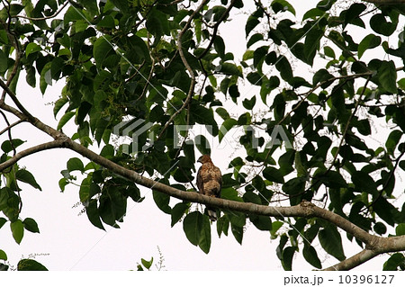 Wallace's Hawk-Eagle(ウォーレスクマタカ) Wallace's Hawk-Eagle(ウォーレスクマタカ) 10396127