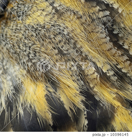 Eurasian Eagle Owl feathers Eurasian Eagle Owl feathers 10396145