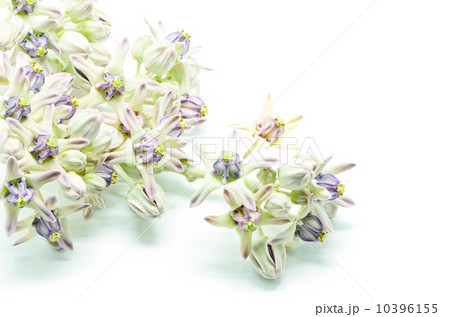 Crown Flower 10396155