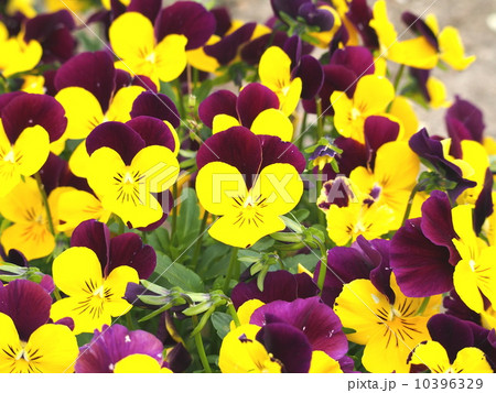 パンジー パンジー 10396329