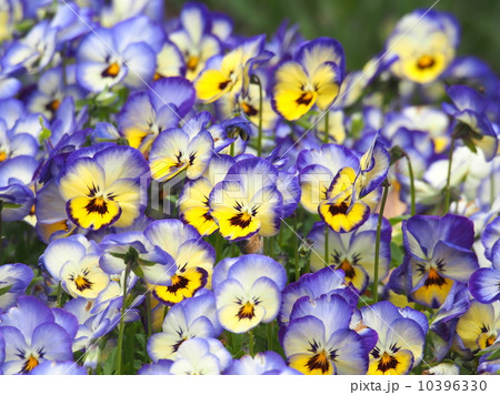 パンジー 10396330
